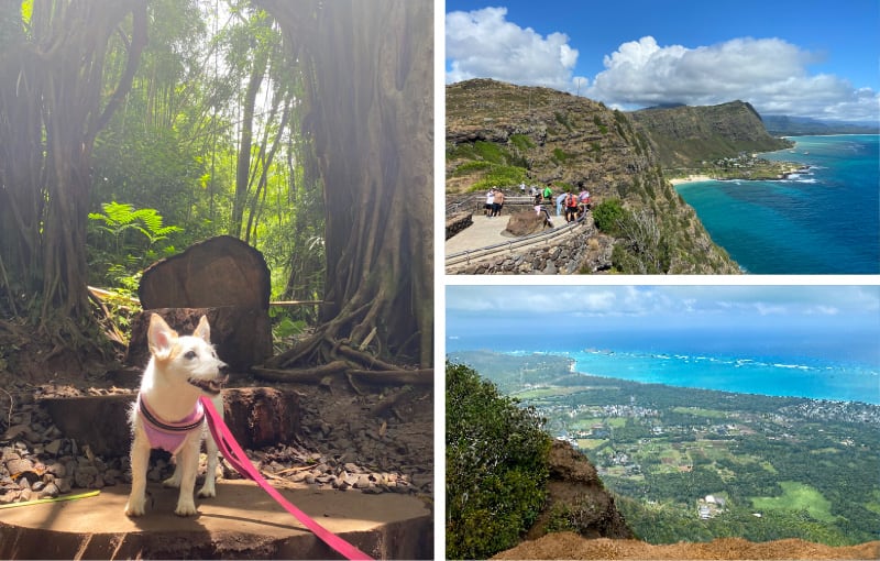 左：ジャングルのように緑豊かで滝もある「マノア・フォールズ・トレイル」へ愛犬と散歩　右上：「マカプウ・ポイント・ライトハウス・トレイル」は舗装されていて初心者の方でも歩きやすい　右下：中級者以上向けの「クリオウオウ・リッジ・トレイル」は頂上から絶景のパノラマが楽しめる
