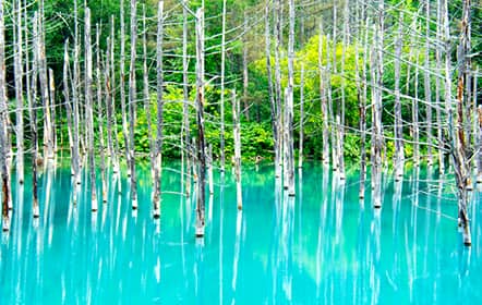 白金 青い池 イメージ1