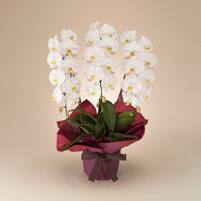 Hibiya Kadan フラワーギフト 法人のお客様向けサービス 国際線 海外航空券 Ana国際線