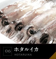 06 ホタルイカ