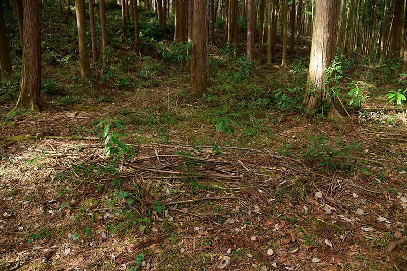 ストレイダム・ファン・ダ・メルヴェ〈眠れる森Ⅱ〉2003