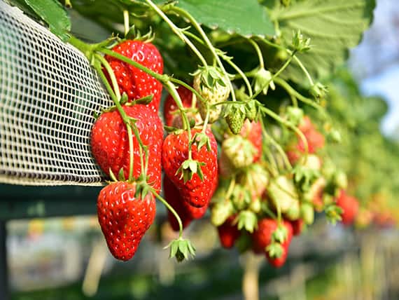 提供 （公社）千葉県観光物産協会