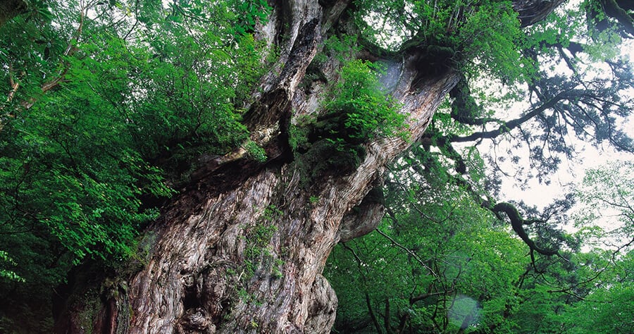 縄文杉（画像）