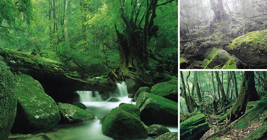 ⽩⾕雲⽔峡（画像）