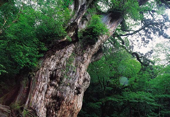 屋久杉
