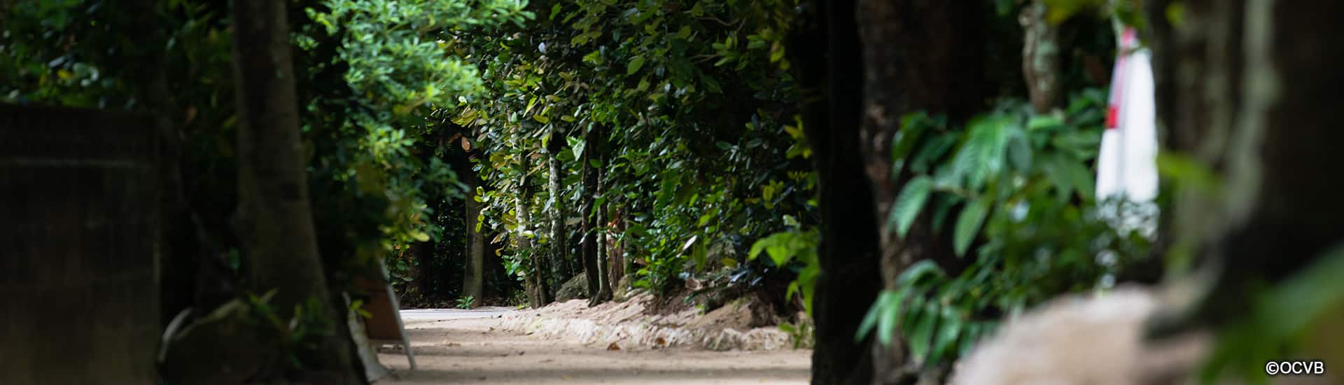 ③備瀬のフクギ並木