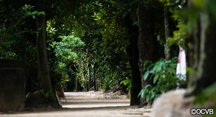 ③備瀬のフクギ並木