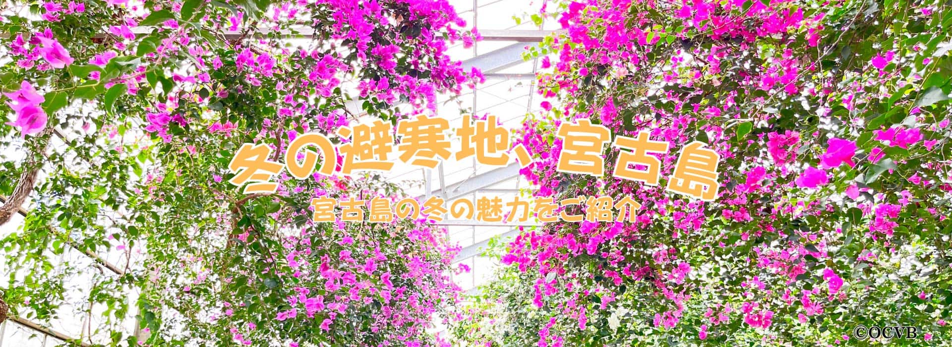 冬の避寒地、宮古島 宮古島の冬の魅力をご紹介