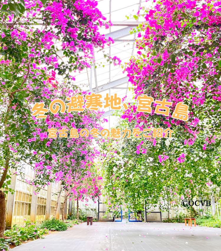 冬の避寒地、宮古島 宮古島の冬の魅力をご紹介