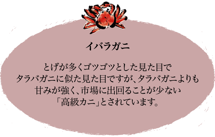 イバラガニ とげが多くゴツゴツとした見た目でタラバガニに似た見た目ですが、タラバガニよりも甘みが強く、市場に出回ることが少ない「高級カニ」とされています。