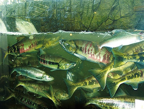 サーモン科学館（標津町）