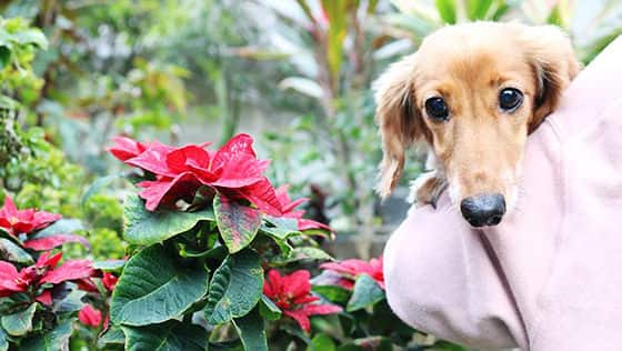 ココ ガーデンリゾート オキナワ