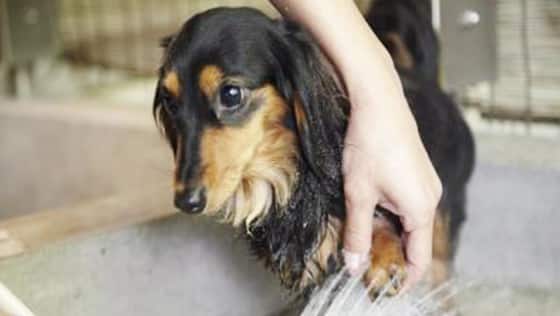 仙石高原　大箱根一の湯