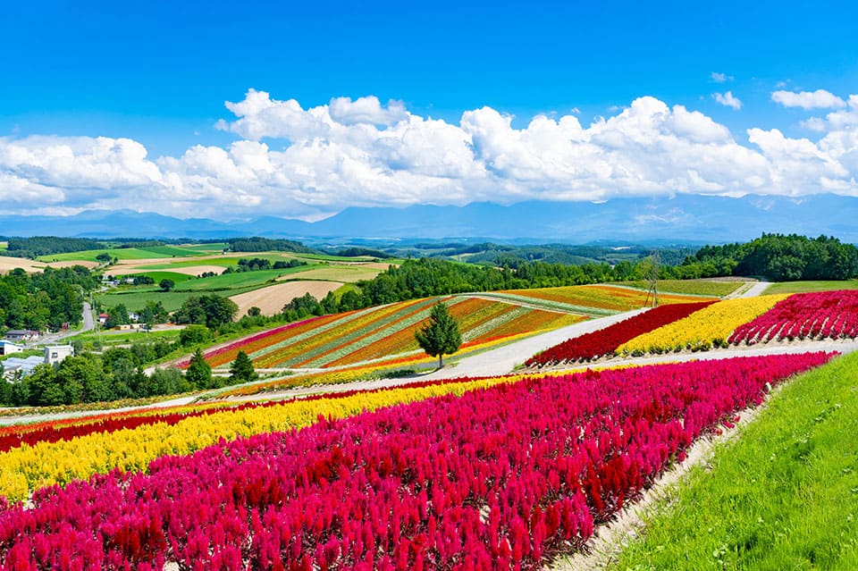 ANAで行くおすすめ国内旅行・ツアー