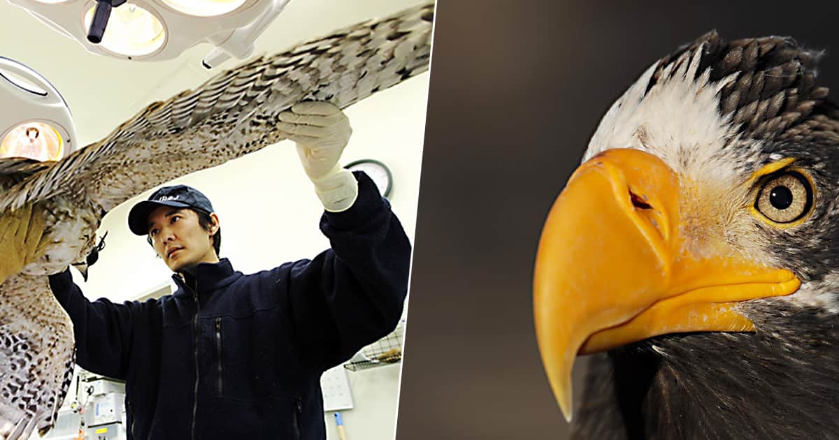 猛禽類学 日本を旅しよう 猛禽類（もうきんるい）医学研究所 齊藤獣医師と学ぶ