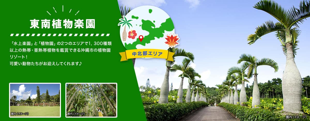 中北部エリア 東南植物楽園 「水上楽園」と「植物園」の2つのエリアで1,300種類以上の熱帯・亜熱帯植物を鑑賞できる沖縄市の植物園リゾート！可愛い動物たちがお迎えしてくれます。トックリヤシやユスラヤシが立ち並ぶの園内風景のイメージ写真