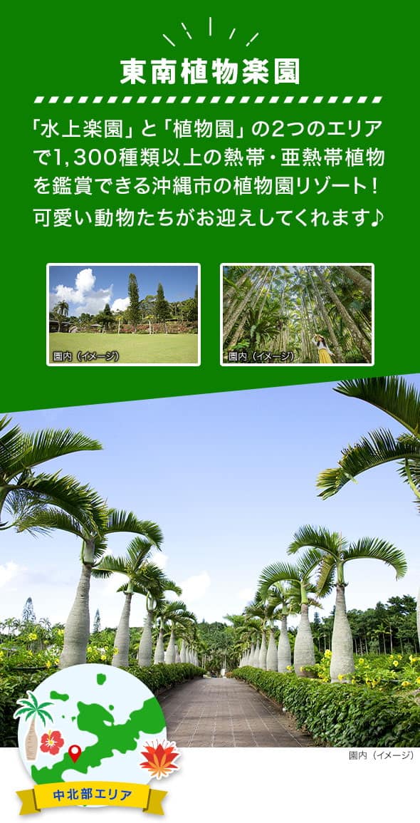 中北部エリア 東南植物楽園 「水上楽園」と「植物園」の2つのエリアで1,300種類以上の熱帯・亜熱帯植物を鑑賞できる沖縄市の植物園リゾート！可愛い動物たちがお迎えしてくれます。トックリヤシやユスラヤシが立ち並ぶの園内風景のイメージ写真