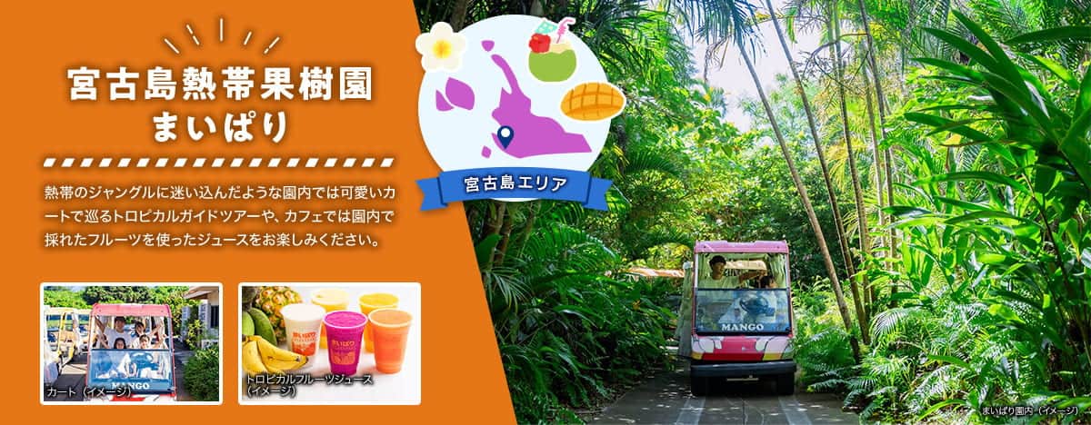 宮古島エリア 宮古島熱帯果樹園まいぱり 熱帯のジャングルに迷い込んだような園内では可愛いカートで巡るトロピカルガイドツアーや、カフェでは園内で採れたフルーツを使ったジュースをお楽しみください。 草木が生い茂るまいぱり園内で家族4人でカートに乗っている様子、トロピカルフルーツジュースのイメージ写真
