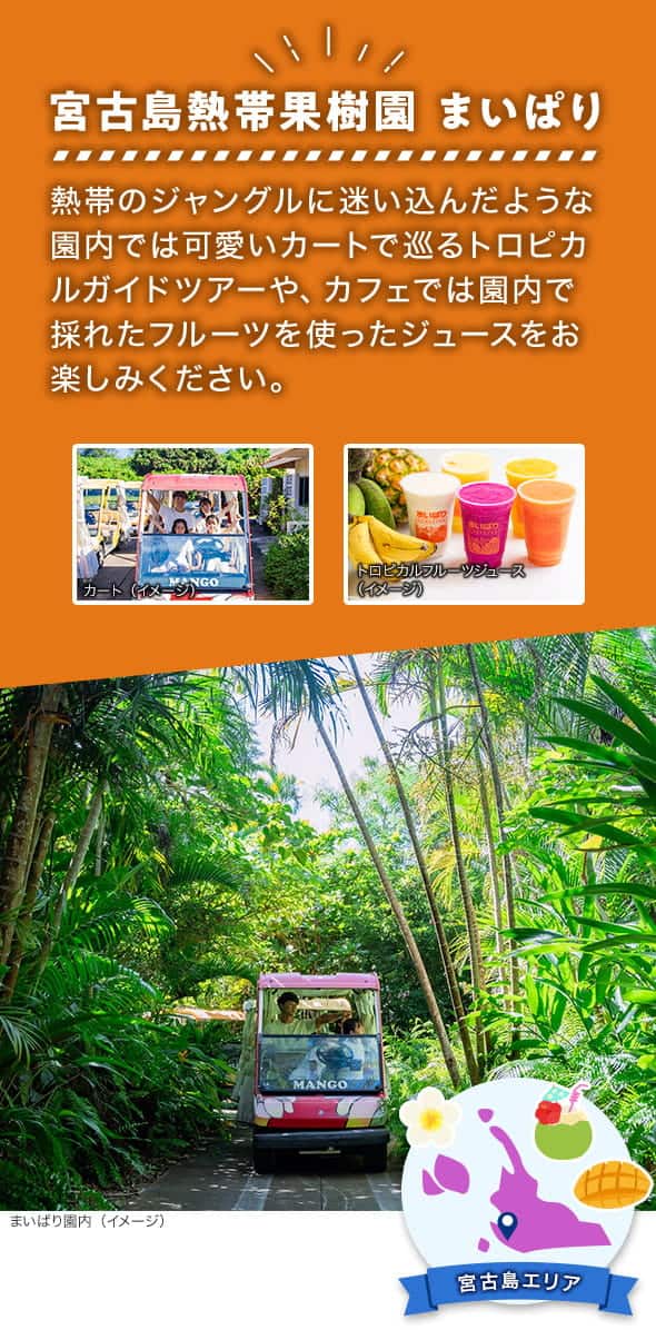 宮古島エリア 宮古島熱帯果樹園まいぱり 熱帯のジャングルに迷い込んだような園内では可愛いカートで巡るトロピカルガイドツアーや、カフェでは園内で採れたフルーツを使ったジュースをお楽しみください。 草木が生い茂るまいぱり園内で家族4人でカートに乗っている様子、トロピカルフルーツジュースのイメージ写真