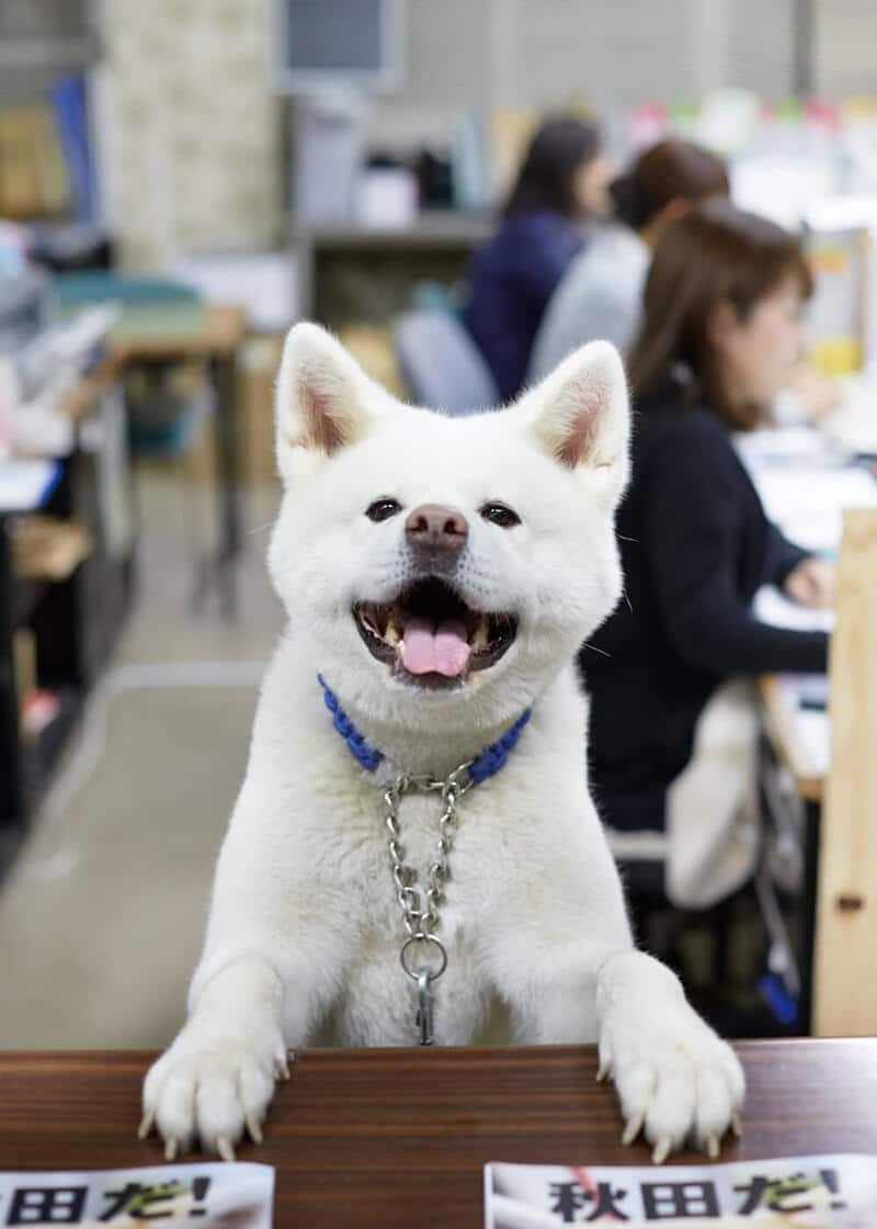 秋田犬 あきたゆき Ana Sky Web Tour