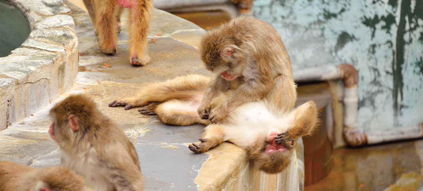 函館市熱帯植物園 観光 アクセス Ana きらめく函館