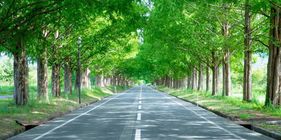 メタセコイア並木で映画のような道を歩く 滋賀 Anaたび図鑑 Anaトラベラーズ メタセコイア並木で映画のような道を歩く 滋賀 Anaたび図鑑 Anaトラベラーズ