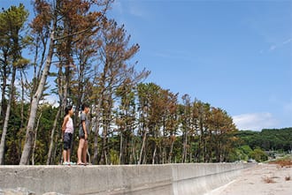 Landscape with coastal forest
