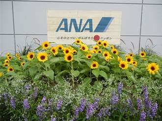 Sendai Airport Sunflower Planting Activities