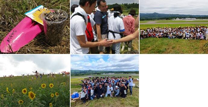 Sunflower Project 2012