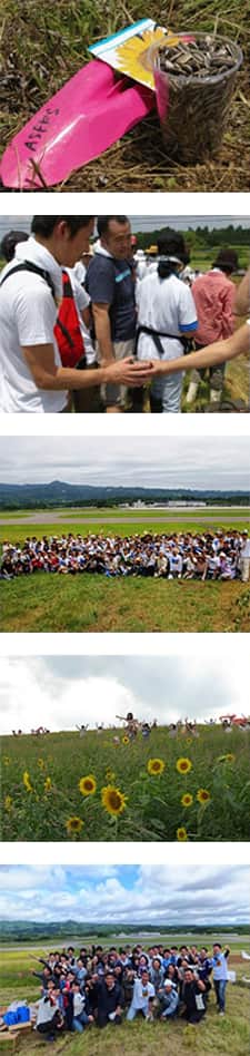 Sunflower Project 2012