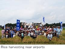 Rice harvesting near airports