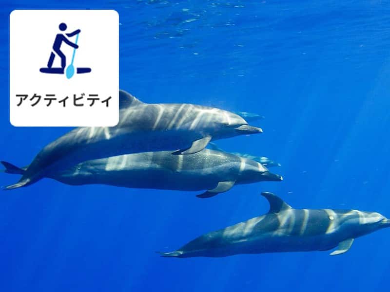 アクティビティ