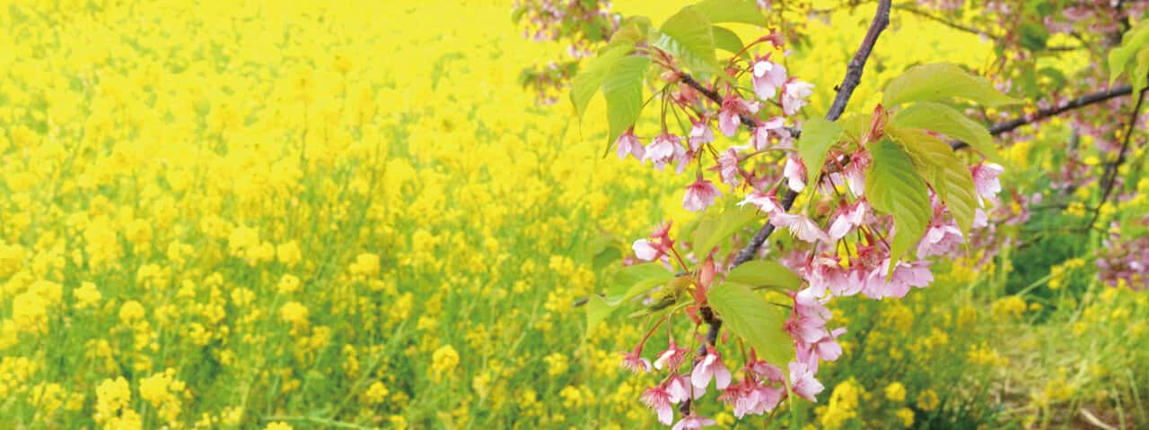 愛知縣渥美半島花節 遍地開滿黃花 慶祝春天的來臨 Ana