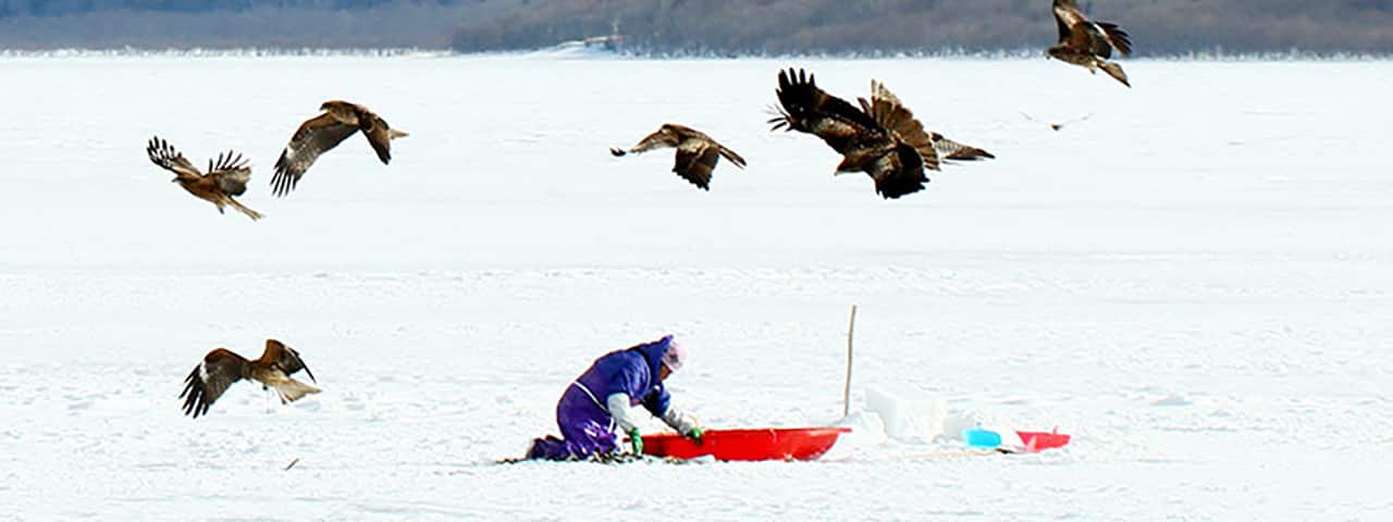 在根室濕地享受賞鳥與大自然的野生動物之旅 Ana