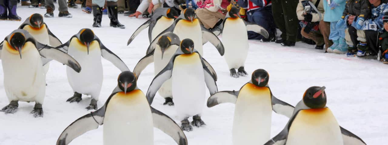 在旭山動物園附近還有其他的魅力景點 到旭山雪之村享用北海道美食 Ana