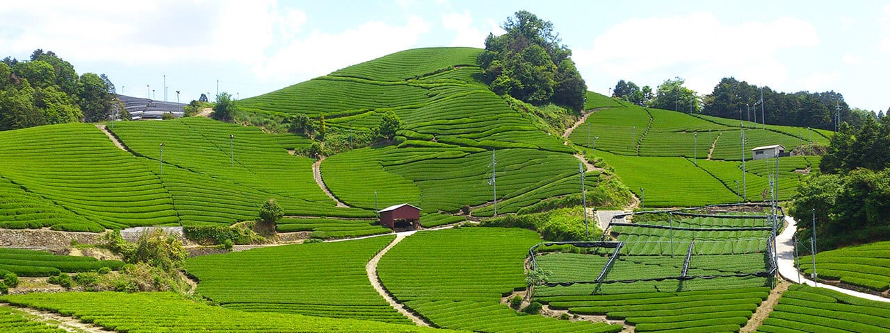 在京都宇治茶的产地，一片茶田风光的小镇品尝美味茶品- Japan Travel