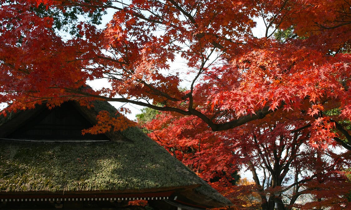 向達磨不倒翁祈願開運 群馬縣少林山達磨寺 Ana