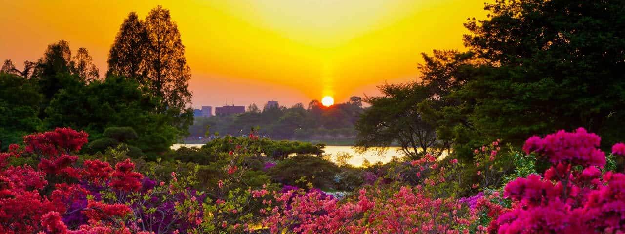 群馬県館林 世界一のツツジの公園 色とりどりの巨木に圧倒 Ana 群馬県館林 世界一のツツジの公園 色とりどりの巨木に圧倒 Ana