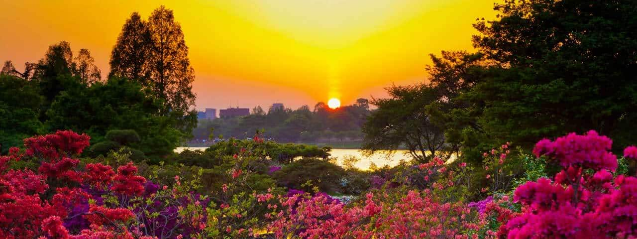 群馬県館林 世界一のツツジの公園 色とりどりの巨木に圧倒 Ana