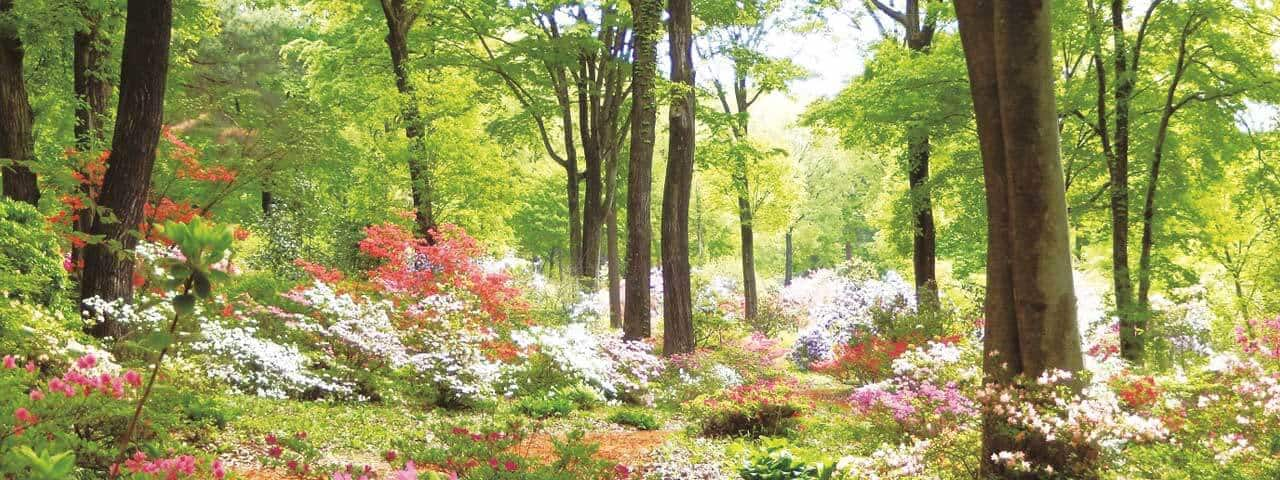 群马县涩川市赤城自然园 观察四季植物和昆虫的自然生态 Ana