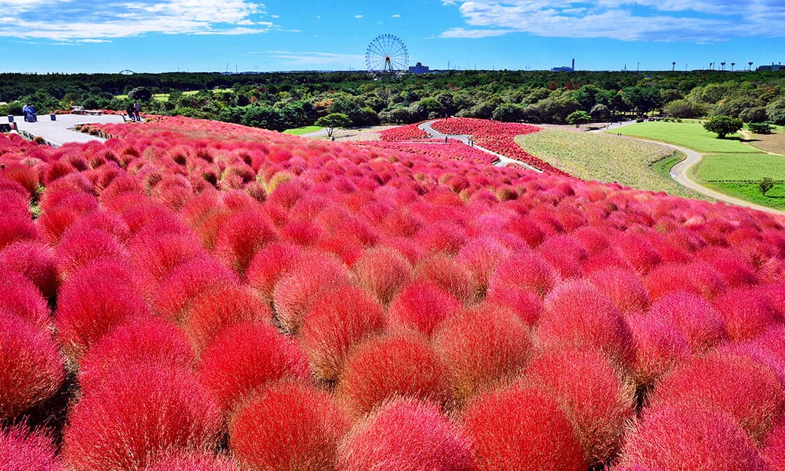 欣賞粉蝶花的好去處 茨城縣的推薦絕景景點 Ana 欣賞粉蝶花的好去處 茨城縣的推薦絕景景點 Ana