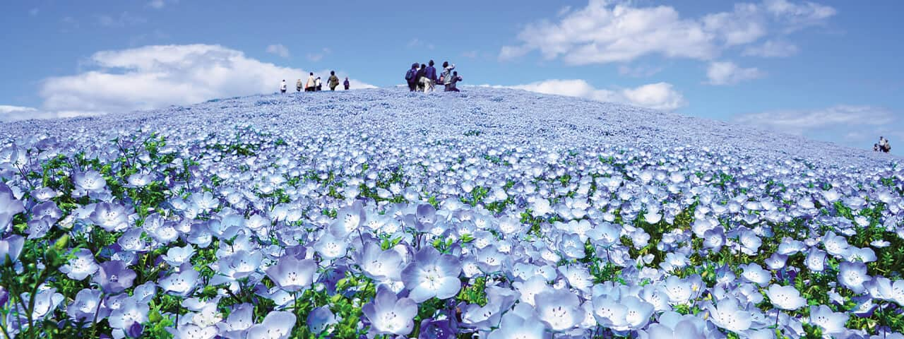 粉蝶花美景 盡在茨城縣 Ana