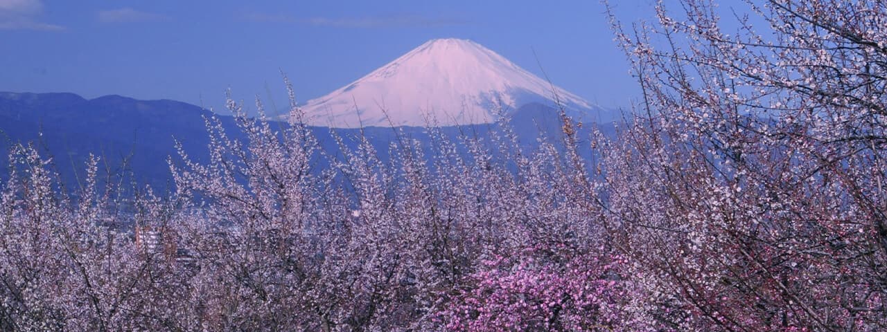 沉醉於小田原令人愉悅的早春梅花香氣 Ana