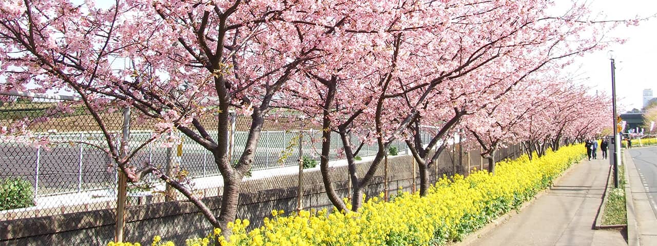 神奈川県三浦海岸駅の河津桜で一足早い春を感じる Ana 神奈川県三浦海岸駅の河津桜で一足早い春を感じる Ana