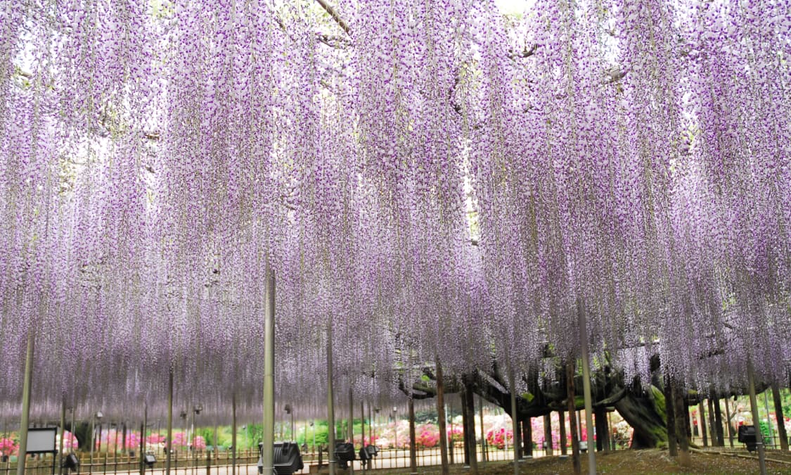 在足利市足利花卉公園欣賞藤花與燈光爭妍 Ana 在足利市足利花卉公園欣賞藤花與燈光爭妍 Ana