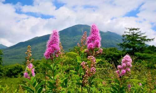 高山植物ワタスゲの咲く場ヶ原で湿原ハイキング Ana