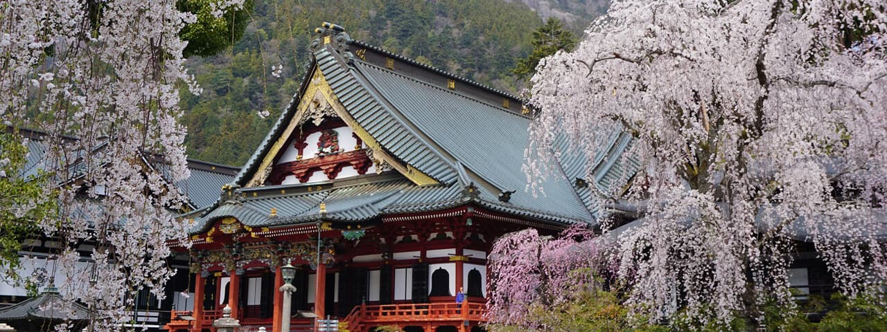 しだれ桜と日蓮上人歴史の名刹 山梨県身延山久遠寺 Ana