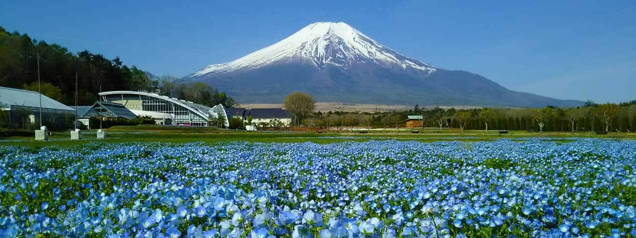 富士山 向日葵与山中湖 花卉主题公园花之都公园 Ana