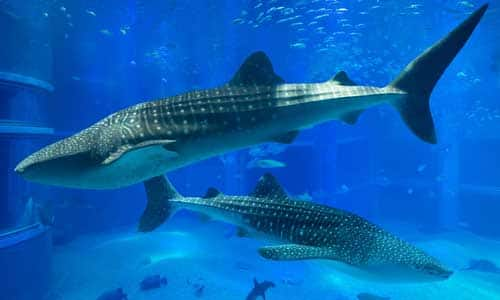 大阪港ベイエリア世界最大級水族館でジンベイザメに会おう Ana