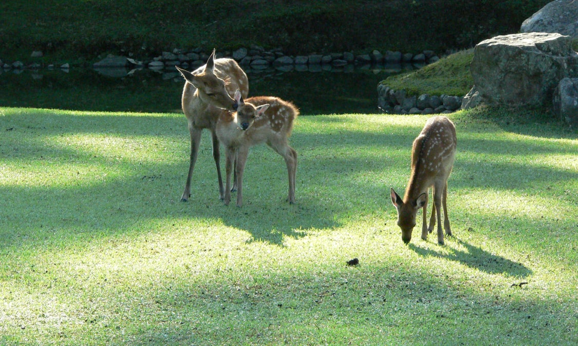 奈良公園は鹿だけじゃない 若草山など敷地内や周辺にも見どころ満載 Ana